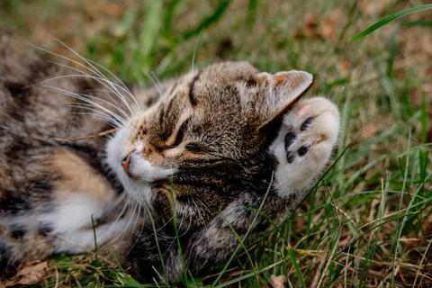 A cat with three paws washes itself with its tongue lying on the green gras.. Foto stock