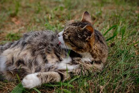 A cat with three paws washes itself with its tongue lying on the green gras.. 스톡 사진