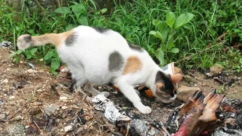 The cat with three stripes looking for food in the burning trash 4K Stock Footage 153451128
