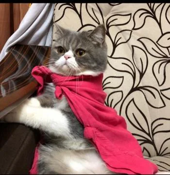 Cat on throne Foto stock