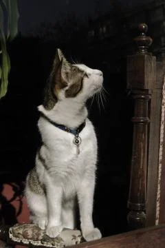 Cat through a window Stock Photos