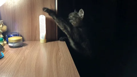 Cat throws objects off the nightstand Stock Footage 128053476