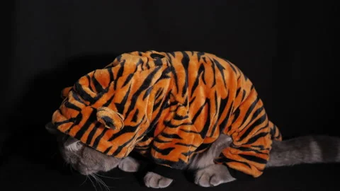 Cat Tiger eats food New Year 2022 Video stock 161654156