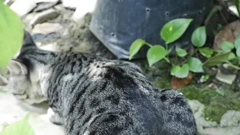Cat with tiger pattern Stock Footage 190240587
