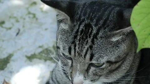 Cat with tiger pattern Stock Footage 190240887