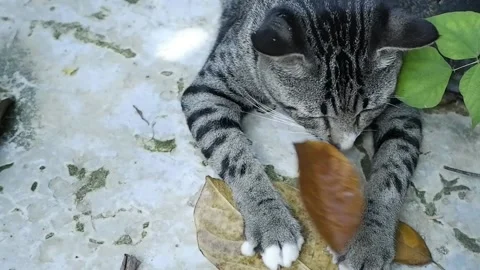 Cat with tiger pattern Stock Footage 190776178