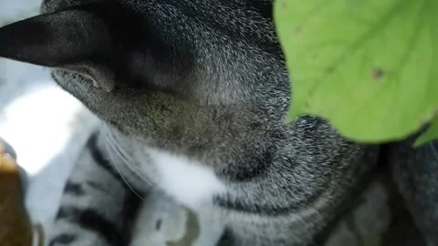 Cat with tiger pattern Stock Footage 190776181