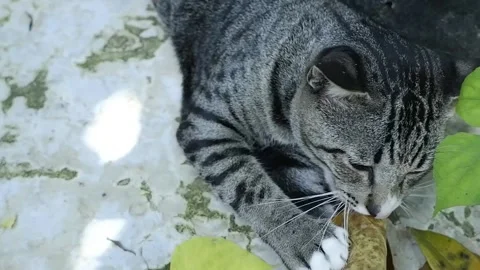 Cat with tiger pattern Stock Footage 190776409