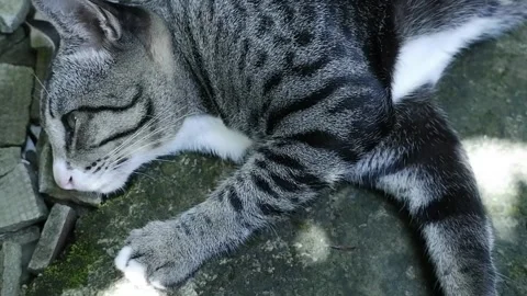 Cat with tiger pattern Stock Footage 190776576