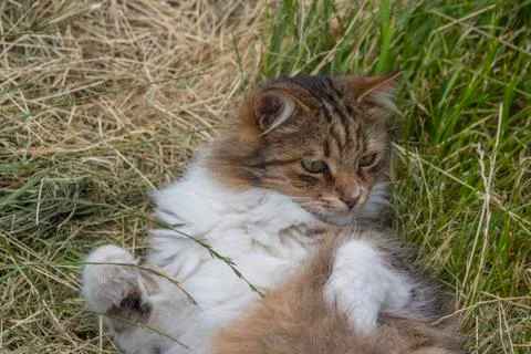 Cat with with tiger patterns and green eyes. Foto stock