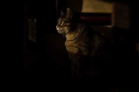 CAT TILT SHIFT Stock Photos