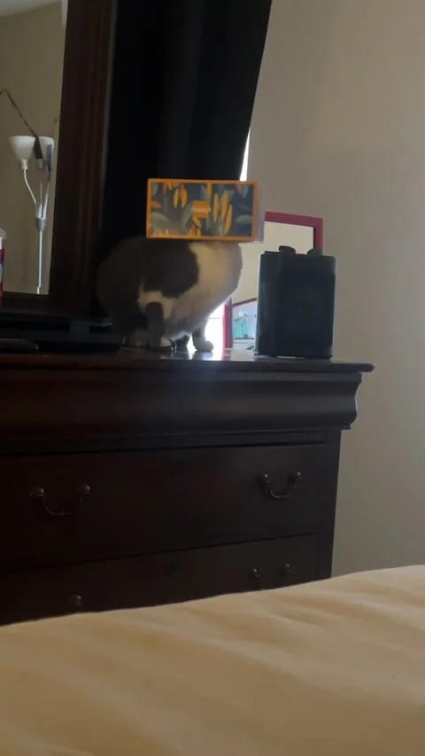 Cat With Tissue Box on Head, Florence, Kentucky, USA - 30 Sep 2025 Stock Footage 318108975