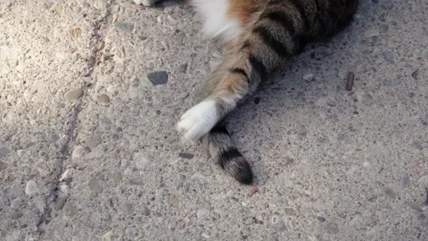 Cat toes 動画素材 268136722