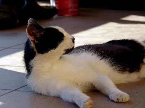 Cat, tomcat Stock Photos