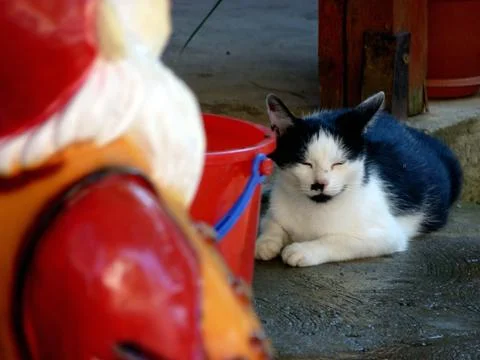 Cat, tomcat Foto stock