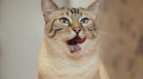 Cat, tongue, licking lips after eating Stock Footage