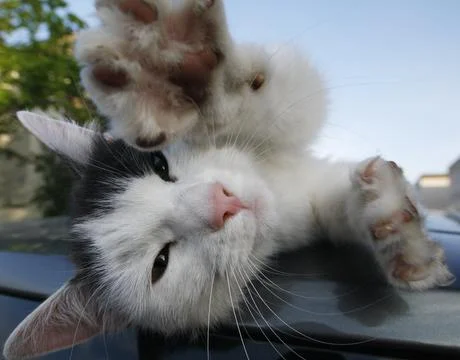 Cat on top of car Stock Photos