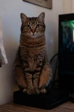 Cat on top of a router Stock Photos