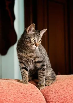 Cat on top of a sofa Stock Photos