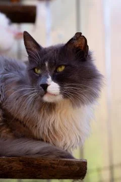 Cat with torn left ear turns its head Stock Photos