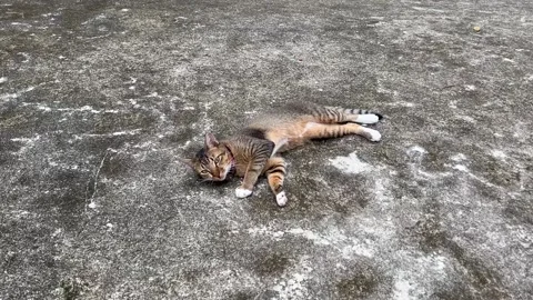 Cat Tossing and Purring Stock Footage 168856436