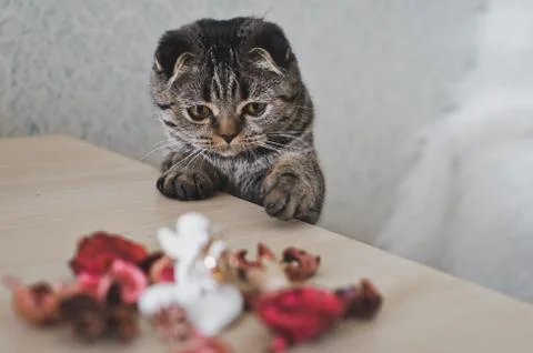 The cat touches paw things on the table 6218. Stock Photos