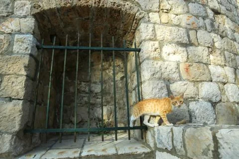 Cat in town Stock Photos