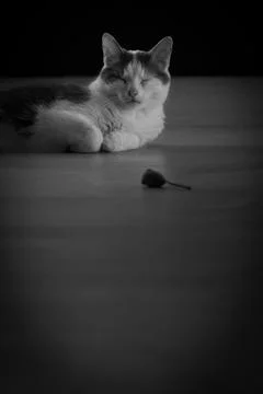Cat with toy in front Stock Photos