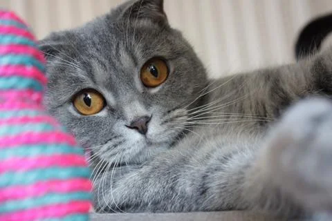 Cat with toy Stock Photos