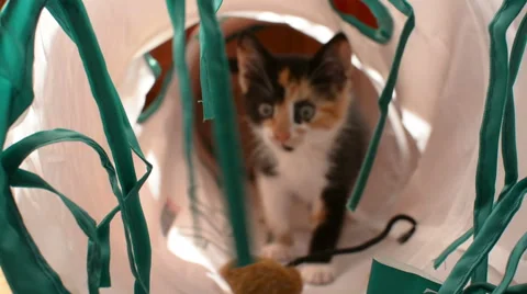 Cat in toy tunnel Video stock 54389662