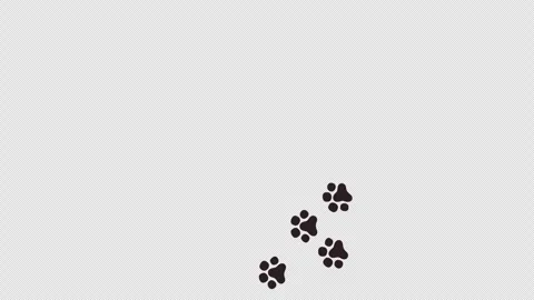 Cat tracks moving in circle. Stock Footage 257185858