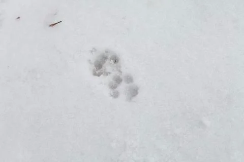 Cat Tracks Stock Photos