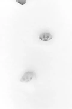 Cat tracks in the snow Stock Photos