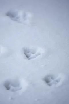 Cat Tracks in the Snow Foto stock