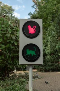 Cat traffic light with red and green cat Stock Photos
