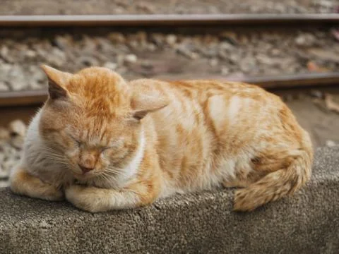 Cat on Train Tracks Stock Photos