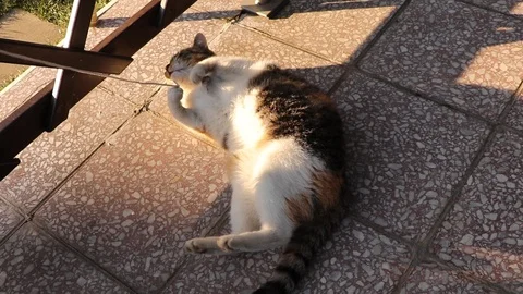 Cat training with string for real life. Stock Footage 127289692
