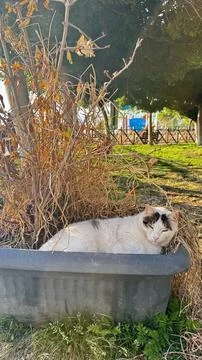 Cat in a trash can Foto stock