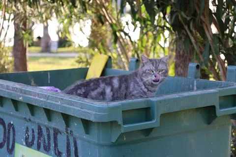 Cat in a trash can Stock Photos