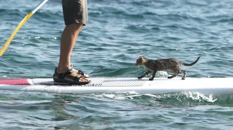 Cat travel with his master on a stand up paddle board on the sea water Stock Footage 67673853