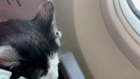 Cat traveling with plane, looking from the window Stock Footage 337189241