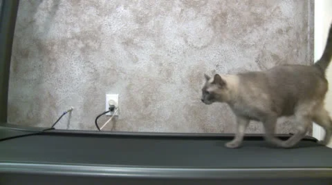 Cat on treadmill 1 Stock Footage 23425134
