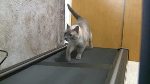 Cat on treadmill 2 Stock Footage 23428262