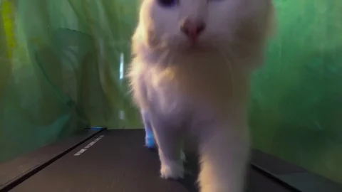 Cat on a treadmill and a green background Stock Footage 84230444