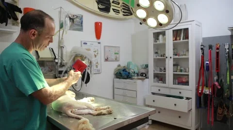 Cat treated at the clinic Stock Footage 62798318