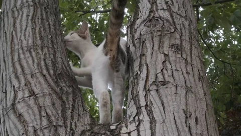 Cat on Tree, 7 Clips Stock Footage 113558680