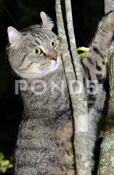Cat in a tree with black background Stock Photos