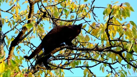 The cat on the tree. Black cat on a branch in a sunny autumn garden.Pets. Stock Footage 157665350