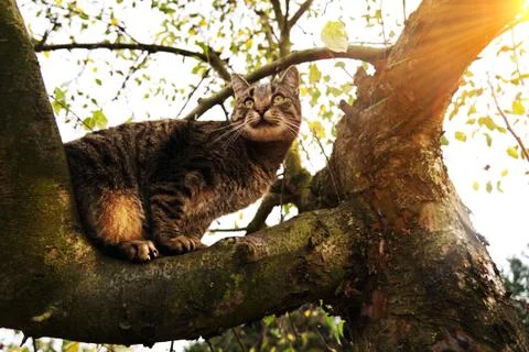 Cat on a tree branch. Stock Photos
