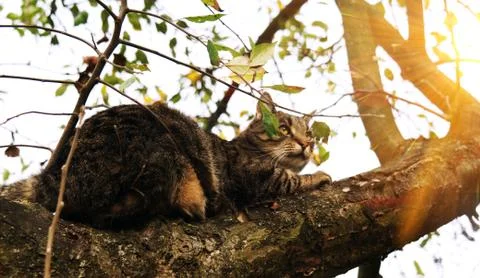 Cat on a tree branch. Stock Photos